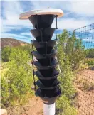  ?? COURTESY U.S. FOREST SERVICE ?? Bark beetle funnel traps have been placed in botanical gardens in Albuquerqu­e and Santa Fe to monitor the presence of the pests.