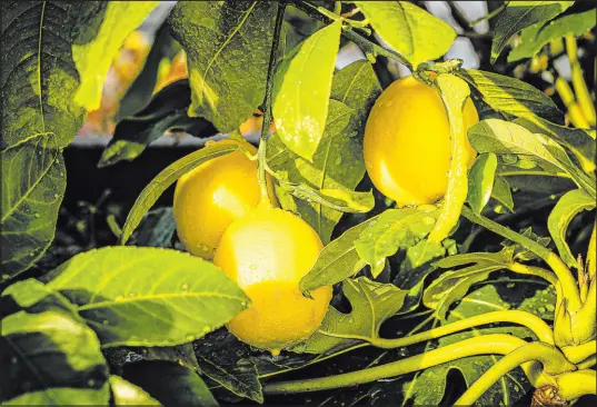  ?? Getty Images ?? For a Meyer lemon tree, the first thinning is done when fruit is about the size of your thumbnail. The second is done about four weeks later.