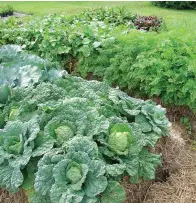  ??  ?? Cabbages and carrots.