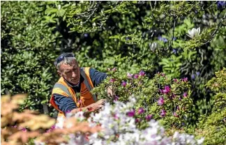  ?? PHOTO; DOUG FIELD/STUFF ?? Timaru Botanic Gardens manager Neville Capil endorses the Mental Health Awareness Week theme Nature is Key.