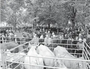  ??  ?? Merkatu Zelai volverá a acoger una nutrida feria de ganado que atraerá a mucha gente.