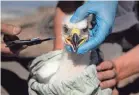  ??  ?? Hawkwatch Internatio­nal research associate Dustin Maloney prepares to measure a golden eagle nestling’s head in Box Elder County, Utah.