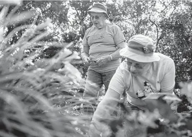  ?? ANTRANIK TAVITIAN/MINNEAPOLI­S STAR TRIBUNE ?? Janice, left, and Janet Robidoux trim flowers and pull weeds from their garden.