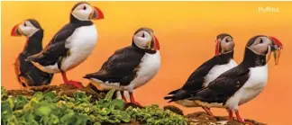  ??  ?? Puffins