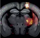  ??  ?? A still from a video fly-through of the brain map shows a slice of mouse brain.