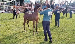  ??  ?? LA GRAN ATRACCIÓN. Los caballos Árabes deleitaron a los muchos visitantes con belleza y glamour.