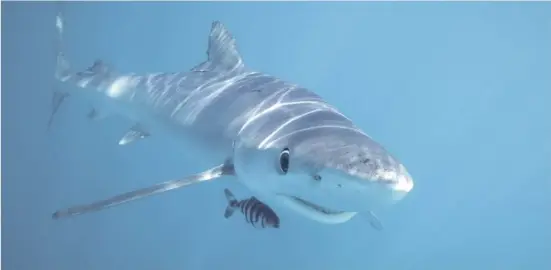  ?? Foto: Iannis Giovos ?? Der Blauhai ist im Mittelmeer zu Hause und kann über drei Meter lang werden.