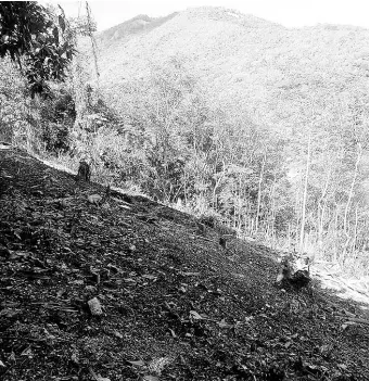  ?? CONTRIBUTE­D ?? Land cleared for the planting of lime and lemon trees in Portland.