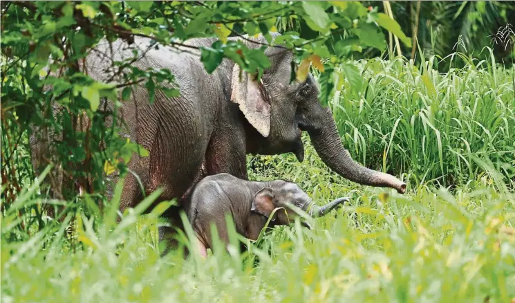 ?? — Photos: JIMMY OMAR ?? A mother elephant with its baby, seen during the writer’s boat cruise on the Kinabatang­an river.