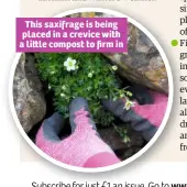  ??  ?? This saxifrage is being placed in a crevice with a li le compost to firm in