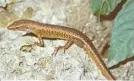  ?? HAL COGGER/ THE GUARDIAN ?? The Christmas Island forest skink is the first reptile known to have gone extinct in Australia since European colonizati­on.