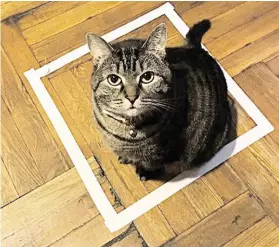  ??  ?? Das magische Viereck: Was Katzen daran toll finden, gibt Rätsel auf.