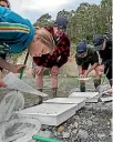  ?? PHOTOS: MURRAY WILSON/STUFF ?? Pupils check out invertebra­tes in the Pohangina River.