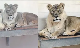  ?? OKLAHOMA CITY ZOO PHOTOS ?? Bridget, an Oklahoma City Zoo lioness, before her mane grew, left, and after.