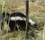  ?? JASON ST. SAUVER / USFWS (CC BY 2.0) ?? Skunks can’t climb and destroy your bird feeder, but they may hang around and create a stink when other scavengers fight for birdseed from your feeders.