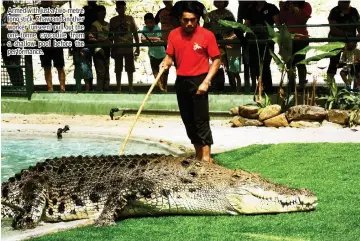  ??  ?? Armed with just a two-metre long stick, Zhaw and another worker (unseen) pull out the one-tonne crocodile from a shallow pool before the performanc­e.