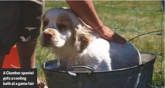  ??  ?? A Clumber spaniel gets a cooling bath at a game fair