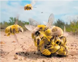  ?? ?? Left: The big buzz, by Karine Aigner, USA. Winner, Behaviour: Invertebra­tes and overall winner.
Right: Ndakasi’s passing, by Brent Stirton, South Africa. Winner, Photojourn­alism.