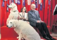  ?? STEVE RUSSELL TORONTO STAR FILE PHOTO ?? Making storied Canadian columnist Barbara Amiel’s best friends list in her upcoming memoir, “Friends and Enemies,” are the breeders and Toronto and Palm Beach veterinari­ans in her “Blessed Kuvasz Support Circle.” The Hungarian breed is Amiel and husband Conrad Black’s favourite dog.