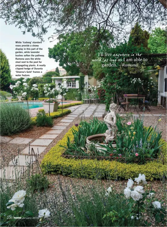  ??  ?? White ‘Iceberg’ standard roses provide a showy display in this part of the garden, while lavender bushes soften the pathway. Ramona uses the white shed next to the pool for propagatin­g plants. A neatly clipped hedge of Duranta ‘Sheena’s Gold’ frames a water feature.