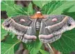  ?? ?? Cecropia moths are one of the larger silkworm moths.