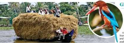  ??  ?? MAKING HAY: Locals transport cargo by river in Kerala. Inset: Jonathan spotted white-throated kingfisher