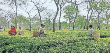  ??  ?? ■ Women workers pluck tea leaves at Doyang Tea Estate in Assam’s Golaghat district. (Right) Ratan Nayak with his deceased wife’s photo. SADIQ NAQVI/ HT PHOTOS