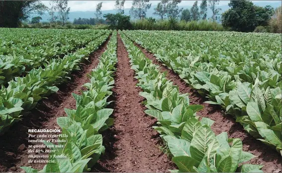  ??  ?? RECAUDACIó­N. Por cada cigarrillo vendido, el Estado se queda con más del 80% entre impuestos y fondos de asistencia.