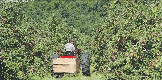  ?? TYREL FEATHERSTO­NE, GAZETTE FILES ?? A load of McIntosh apples is transporte­d from the orchard during harvest time at Cidrerie Michel Jodoin in Rougemont, southeast of Montreal.