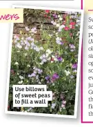  ??  ?? Use billows of sweet peas to fill a wall