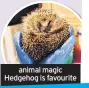  ??  ?? animal magic Hedgehog is favourite