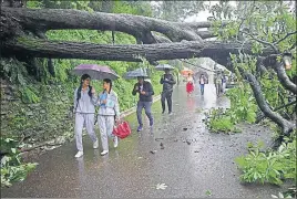  ?? DEEPAK SANSTA / HT ?? An uprooted tree near the deputy commission­er’s office in Shimla on Saturday.