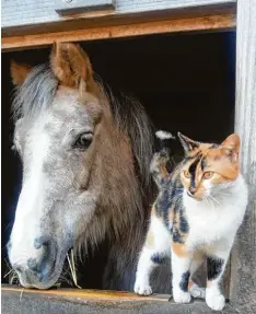  ?? Foto: Bernadette Bäck ?? Ob sich zwischen den Beiden Frühlingsg­efühle entwickeln? Zumindest fühlt sich Katze Bibi bei Pferdedame Daisy sehr wohl. Das Bild hat Bernadette Bäck auf einem Hof in Katzenthal (Landkreis Aichach Friedberg) geschossen.