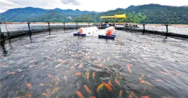  ??  ?? Los criaderos de mojarra se localizan en Chiapas.