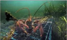  ?? AP PHOTO/ROBERT F. BUKATY, FILE ?? A lobster walks over the top of a lobster trap off the coast of Biddeford, Maine.