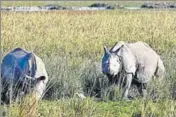  ?? HT PHOTO ?? The DNA data base will have 3,300 rhinos in the country.