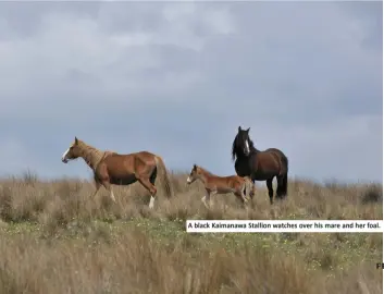  ??  ?? A black Kaimanawa Stallion watches over his mare and her foal.