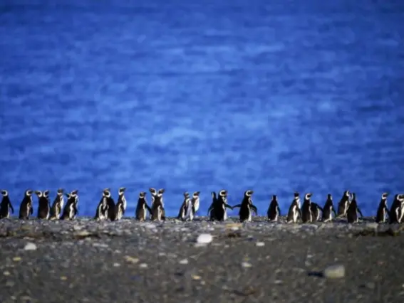  ??  ?? South African penguin numbers have dropped by 70 per cent since 2004 (Getty)