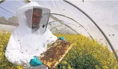  ?? FOTO: UWE MISERIUS ?? Imker Volkmar Krieg forscht in einem sogenannte­n Insektentu­nnel, wie sich neue Pflanzensc­hutzmittel auf Bienen auswirken.