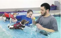  ??  ?? Jack Russell terriers Bella, left, and Mario swim with coaches Jessica Simon and Andrew Sanya. Some 900 dog clients come in for fun and exercise.