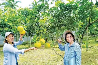  ??  ?? Yee and Carol pose with fruiting pomelo.