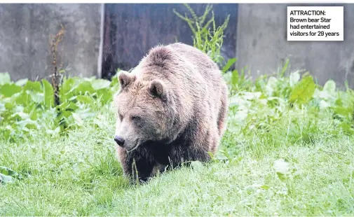  ??  ?? ATTRACTION: Brown bear Star had entertaine­d visitors for 29 years