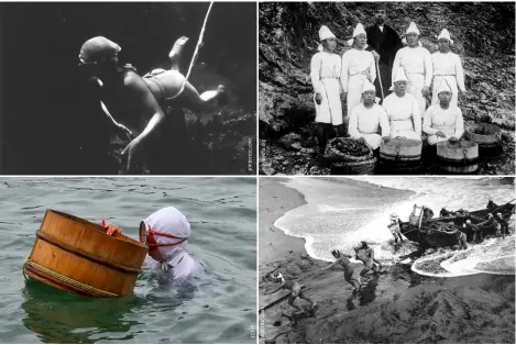  ?? ?? CLOCKWISE FROM TOP LEFT
An ama, devoid of protective clothing, freedives for clams, top shell and pearls; ama divers with Kokichi Mikimoto, creator of the first cultivated pearls, in 1921; ama wrestle with a traditiona­l fishing boat; an ama uses a wooden barrel as a float