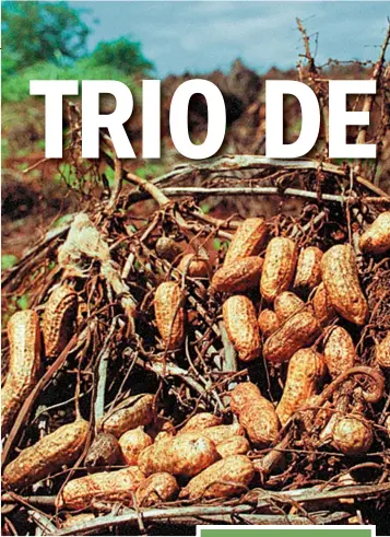  ??  ?? TRINCA: a produção de amendoim, mogno africano e urucum está sendo testada em Mato Grosso do Sul