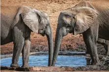  ?? Finbarr O’Reilly / New York Times ?? Tuskless elephants drink from a watering hole at Addo Elephant National Park in South Africa. The park has few females with tusks, a trait that has died off because of hunting.