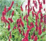  ??  ?? Flowering July-October, this 2005-introducti­on has striking black buds and wine-red flowers. The brooding colour adds a sumptuous, smoulderin­g presence to any border, while the simple and green foliage is disease-free. As it can grow up to 3ft 9in (1.2m) tall, place ‘Blackfield’ towards the back of a border, where it can cover large expanses of soil. Spread 2ft 6in (76cm).