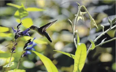  ?? BARRY GRAY PHOTOS THE HAMILTON SPECTATOR ?? In Dianne and Mike Seed’s garden, a hummingbir­d feeds from the flowers of black and blue salvia.
