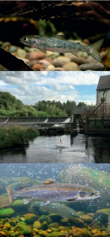  ?? ?? Clockwise from top left: Atlantic salmon smolt; efishing; young salmon close up; kick sampling; Atlantic salmon underwater; salmon jumping in front of fish ladder on the Clyde near Blantyre.