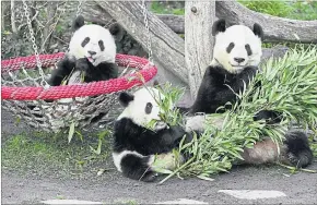  ?? [ APA ] ?? Die Wiener Pandas: die Zwillinge Fu Feng und Fu Ban und Mutter Yang Yang.