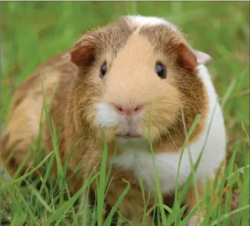  ??  ?? Guinea pigs are great small pets for children.